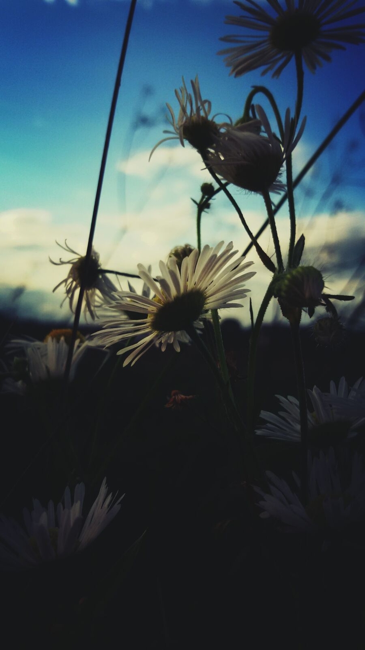 flowers
