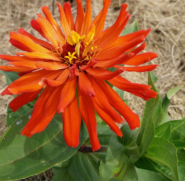 Cactus zinnia