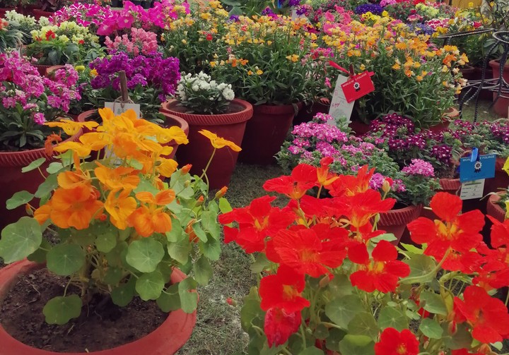 Flowers!!