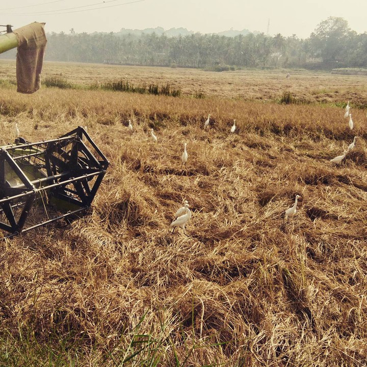 Harvest