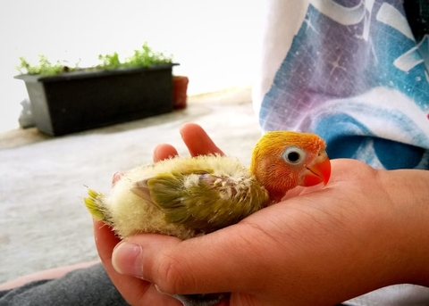 lovebird