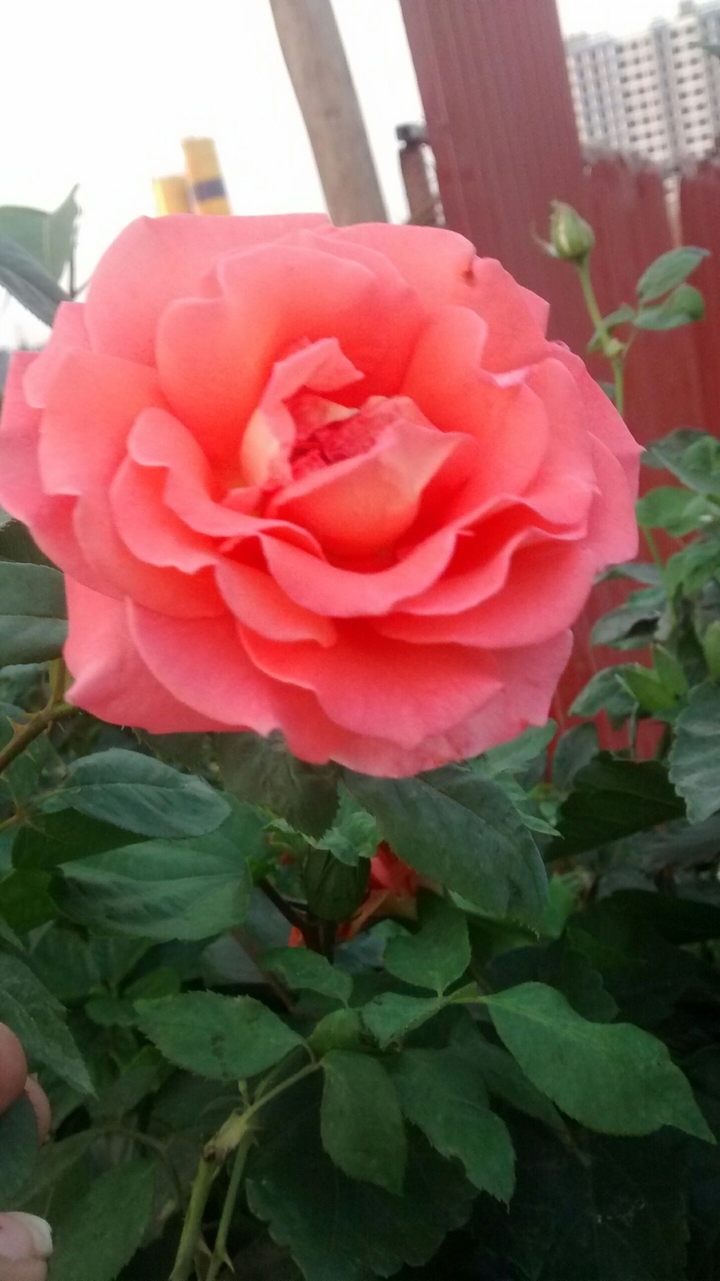 Pink Rose
