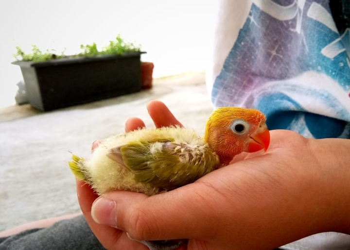 lovebird