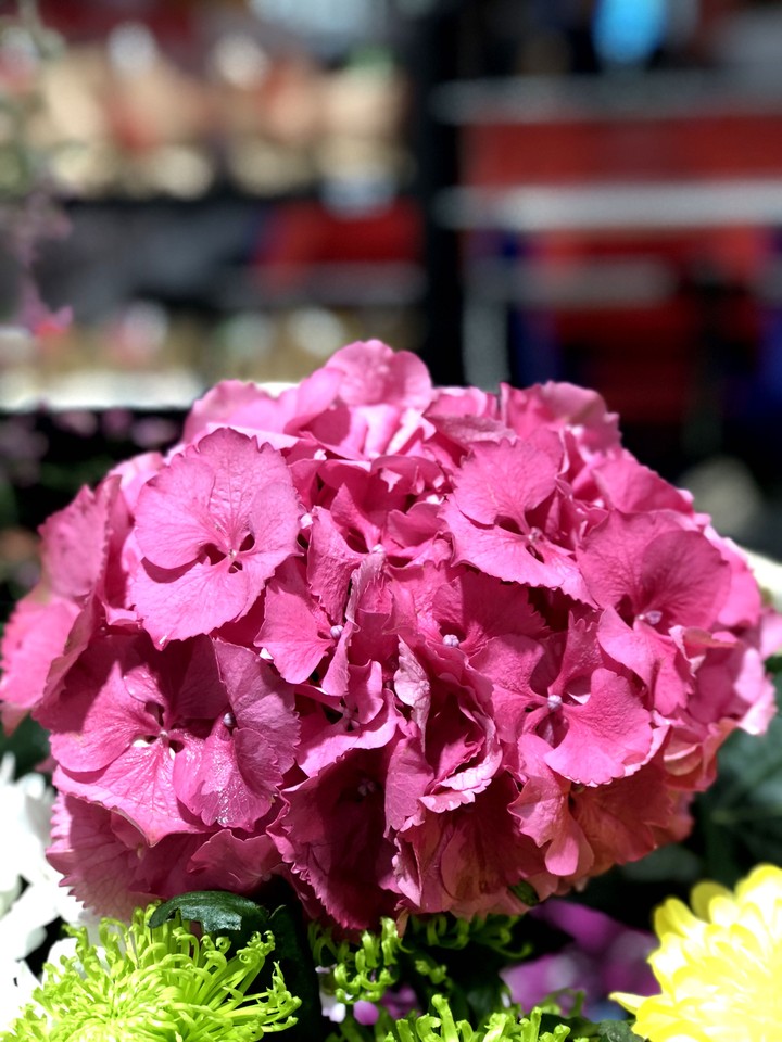 flowers. what can i say?