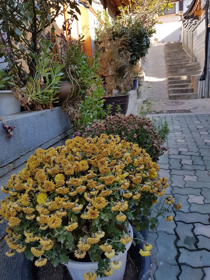 Withering Flowers