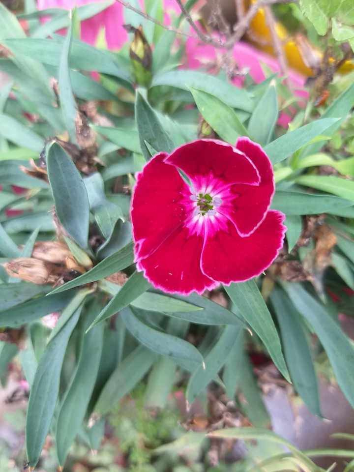 flower
