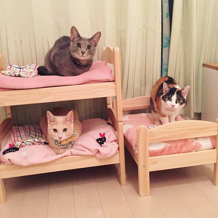 Cats bed room