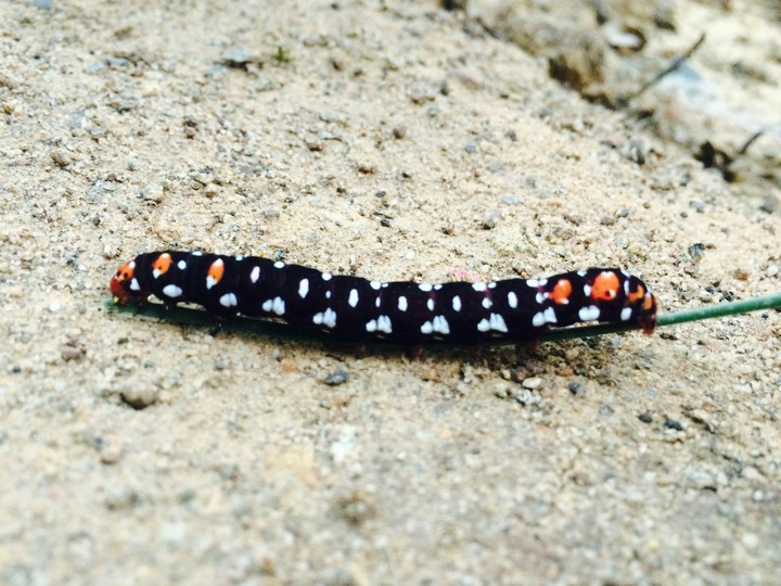 caterpillar
