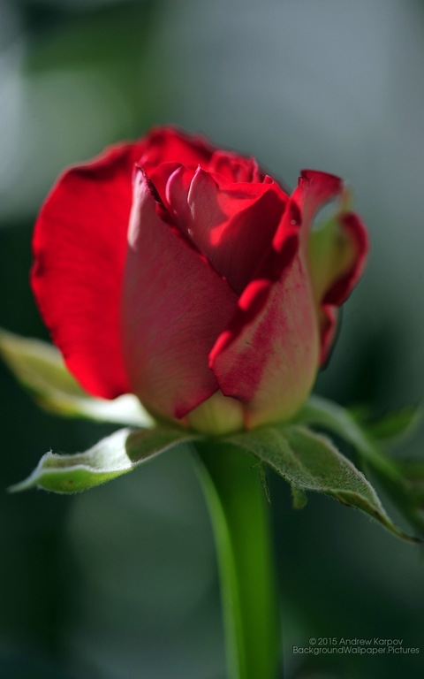 обои flower, petal