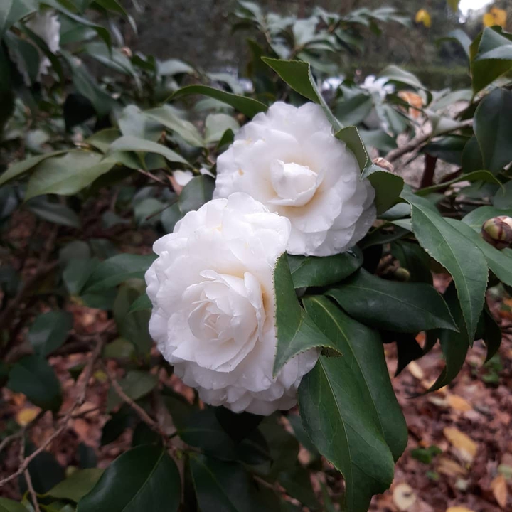 white camellia