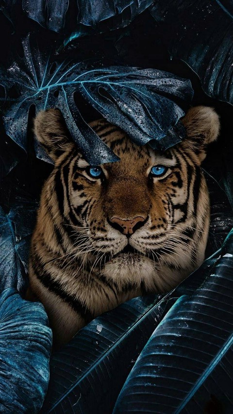 тапети tiger, Carnivore