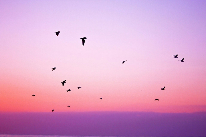 Birds