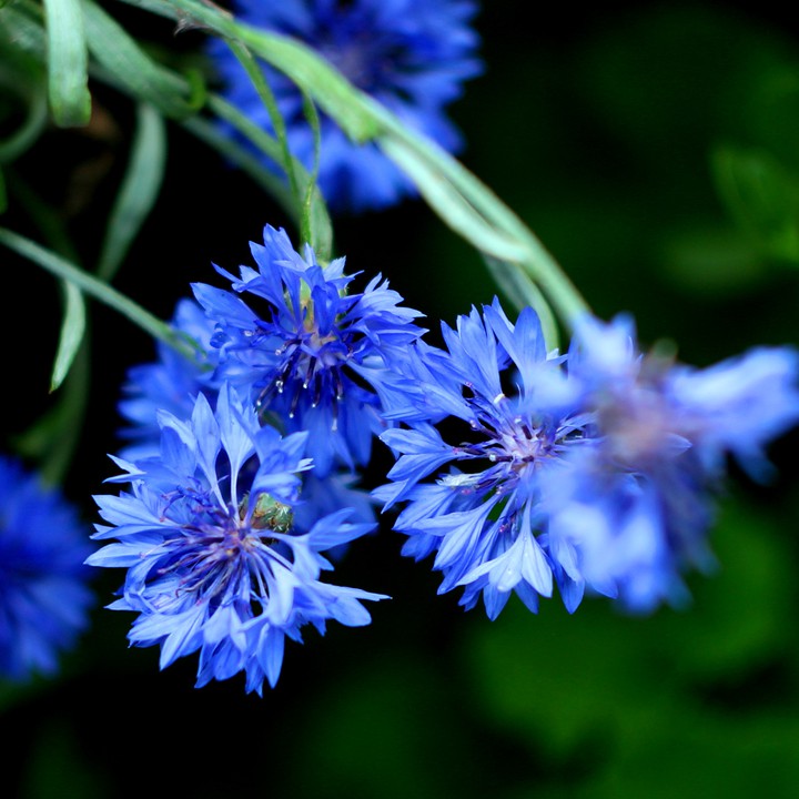 Cornflowers