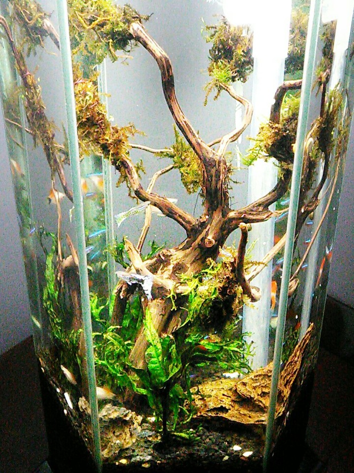 aquascape