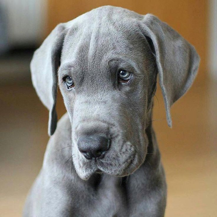 sad dog