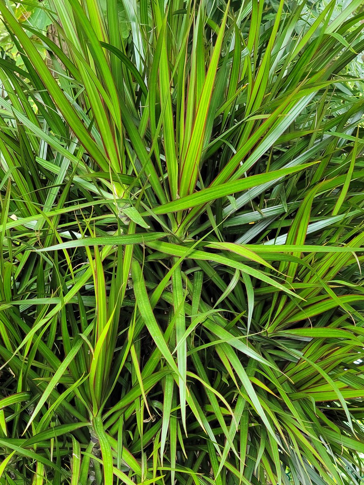 verde verde
