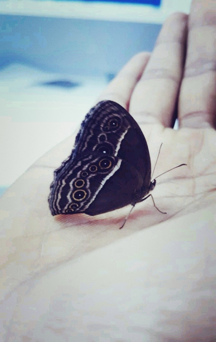 butterfly in hand