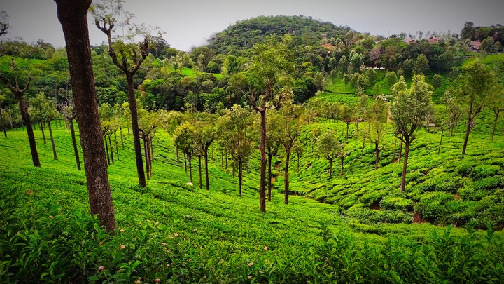 ooty