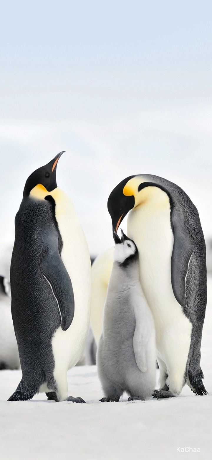 penguin
