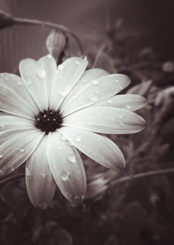flor