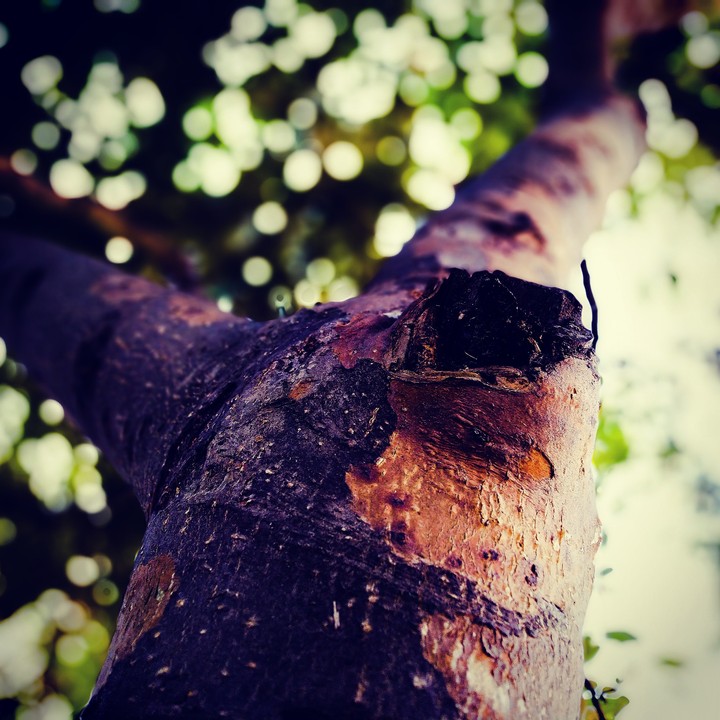 imagine a life without tree...