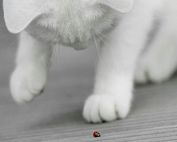 котик