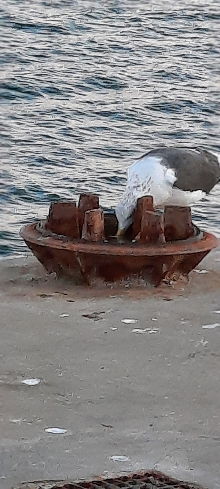 gsivota