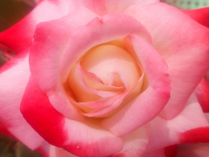 my lovely rose