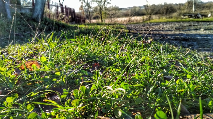 grass