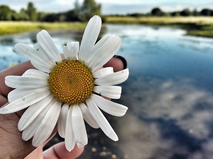 camomile