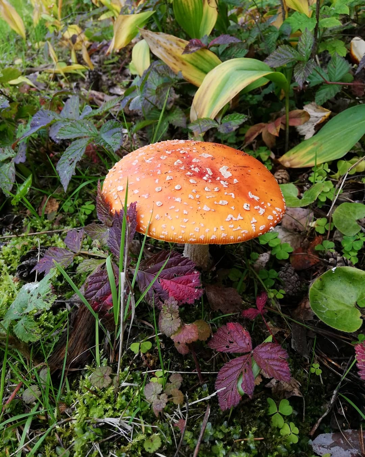 amanita muscaria