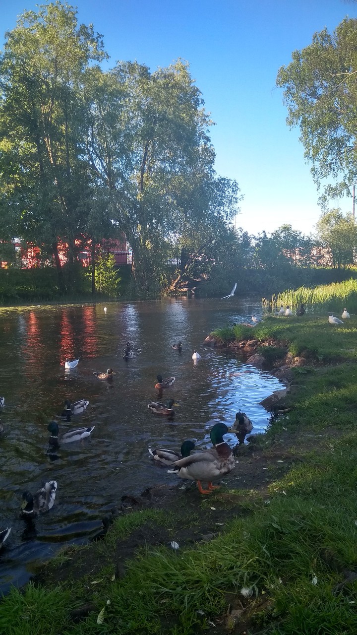 утки