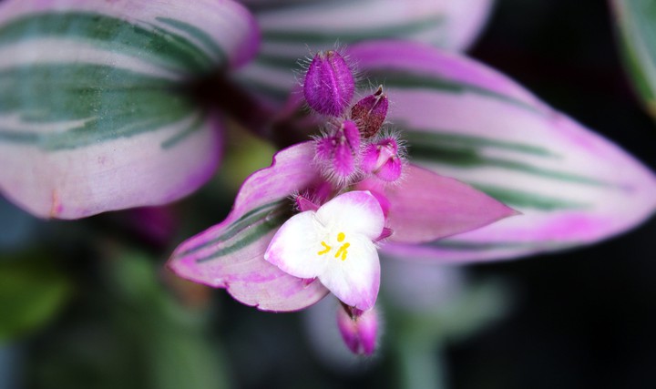 Tradescantia nanouk