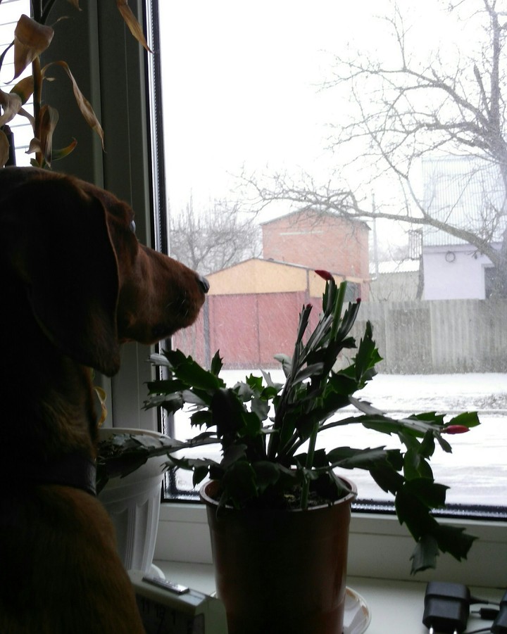 Let it snow