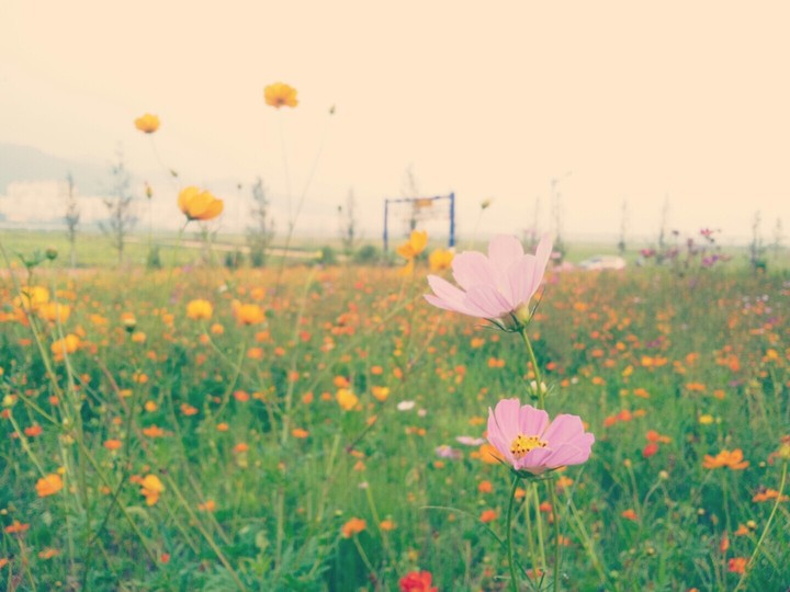 Flowers