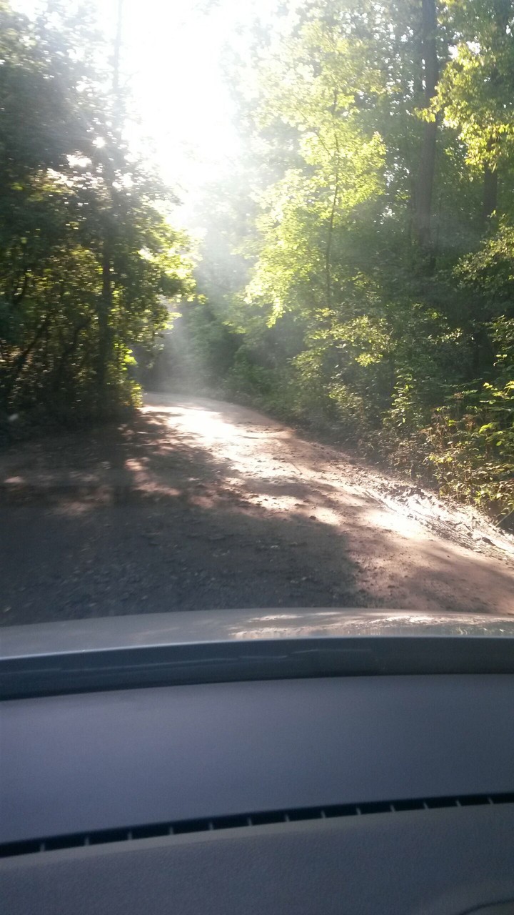 Лес