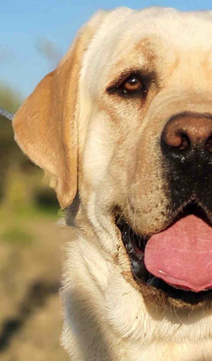 Labrador retrevier