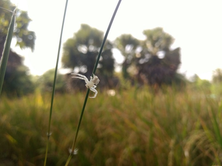 Rare nestless Spider...