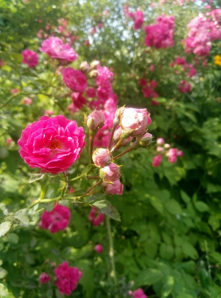 roses