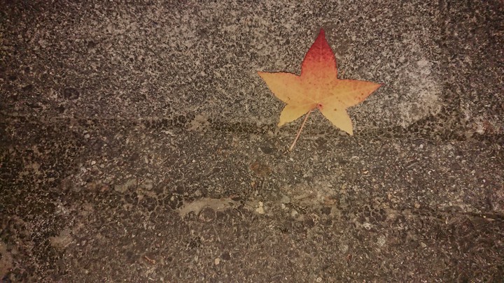 紅葉?