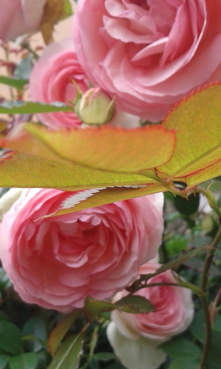 rosa e foglia