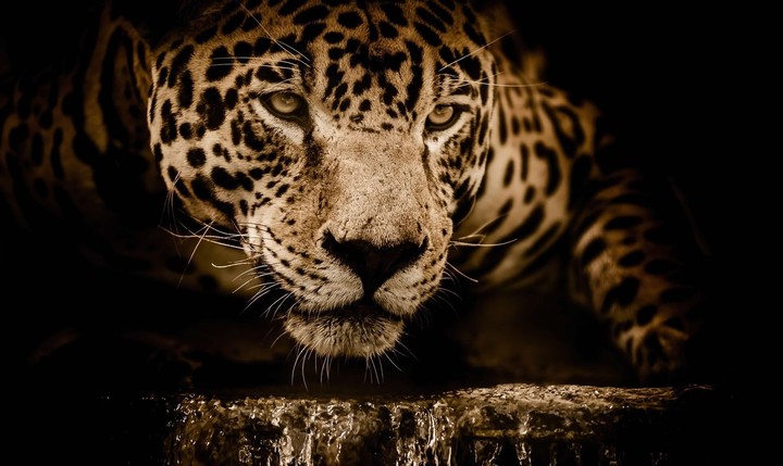 leopard