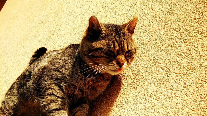 Cute cat