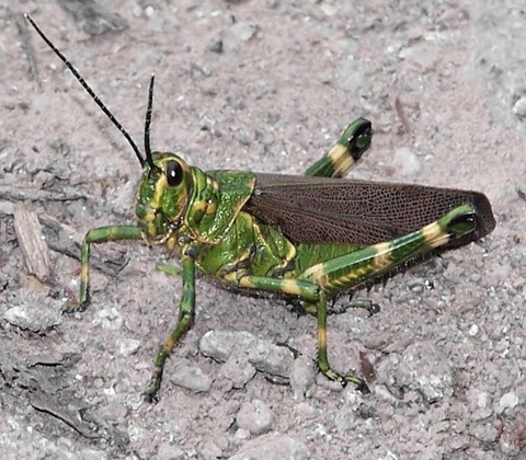 papéis de parede wildlife, pest