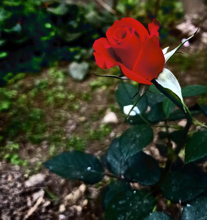 rose bud
