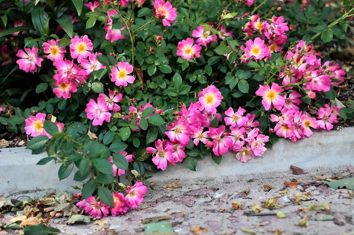 rose 11