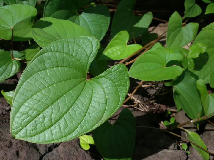 leaf