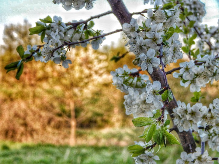 Nature