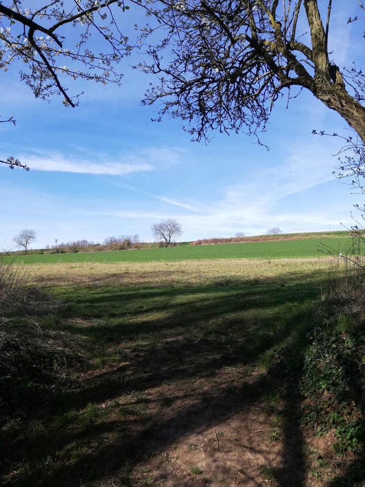nature in spring