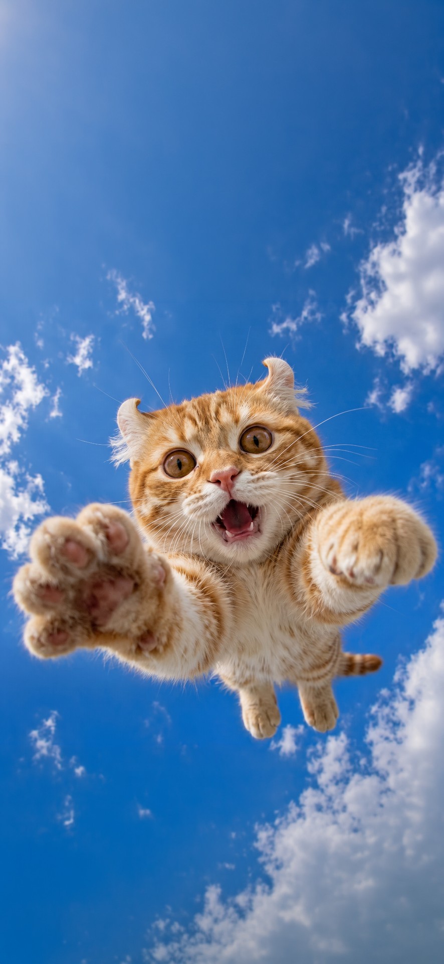 happiness, Tail duvar kağıtları